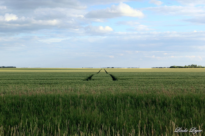 Deep Crop Tracks Oakbank, Manitoba Canada