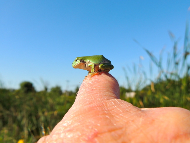 Pinky Ring Frog Port Perry, Ontario Canada