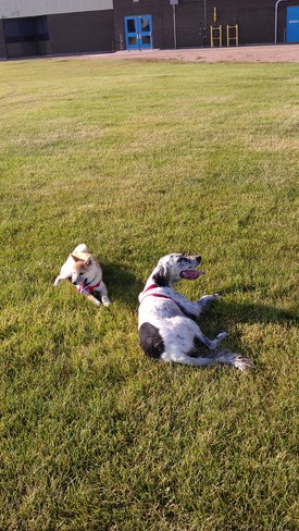 Dogs playing in the park Lloydminster, Saskatchewan Canada