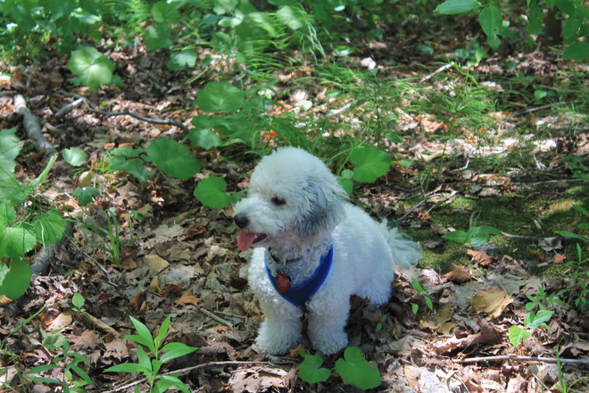Toby Hiking the Beiner Woodland Trail Port Elgin, Ontario Canada