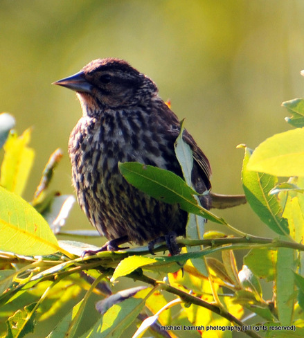 Lovely Song Sparrow Brooklin, Ontario Canada