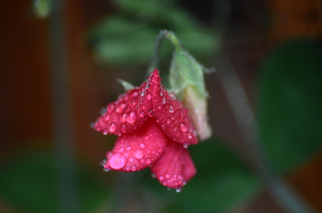 Sweet pea in the rain Campbell River, British Columbia Canada
