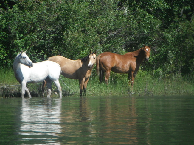 Horses staying cool Kamloops, British Columbia Canada