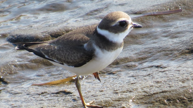 Plover on the beach Caissie Road, New Brunswick Canada