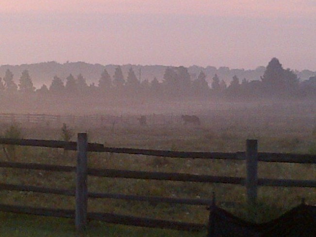 horses in the mist Oakville, Ontario Canada