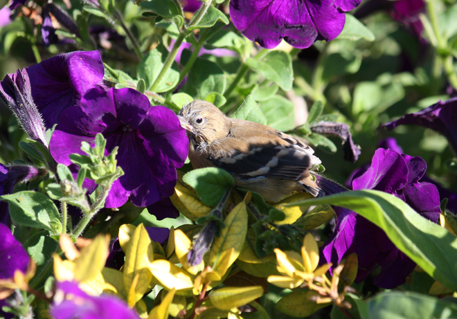 Baby bird in the petunias Ingersoll, Ontario Canada