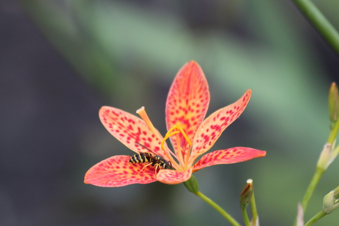 Wasp pollinating a Blackberry Lily Kingston, Ontario Canada
