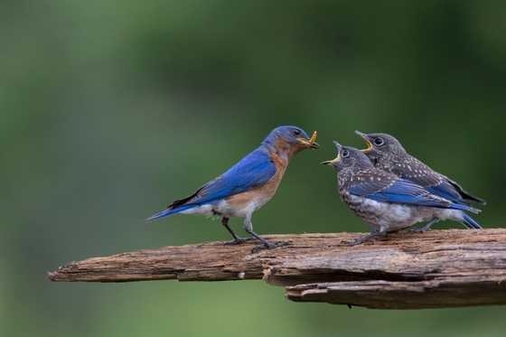 Canadian Wildlife Photography of the Year Competition | Bluebird ...