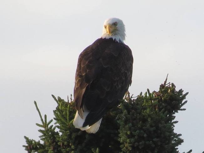 Eagle Macdiarmid, Ontario Canada