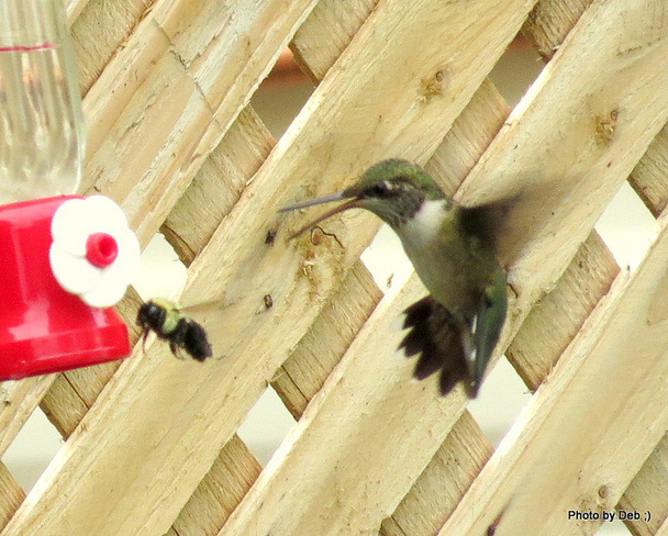 fight for the feeder Kitchener, Ontario Canada
