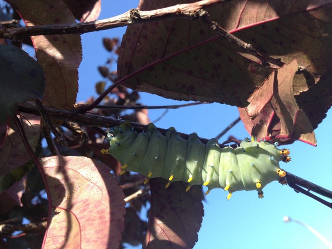 hungry caterpillar Timmins, Ontario Canada