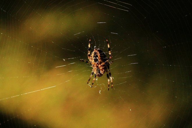 Spider Surrey, British Columbia Canada