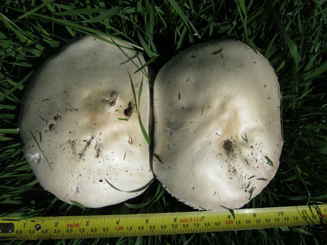 2 mushrooms Chase, British Columbia Canada