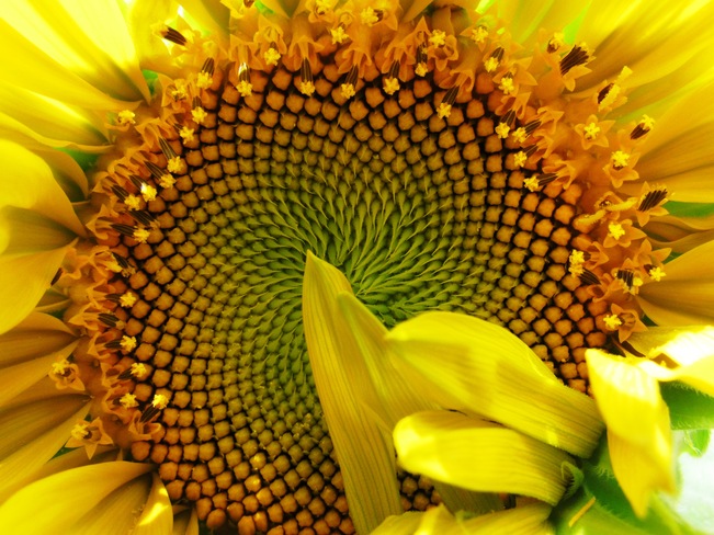 Sunflower Beginning Courtland, Ontario Canada