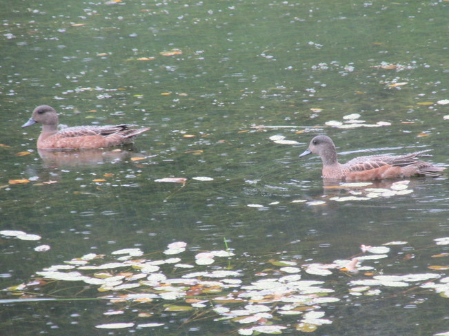 Ducks swimming in the drizzle Sackville, New Brunswick Canada