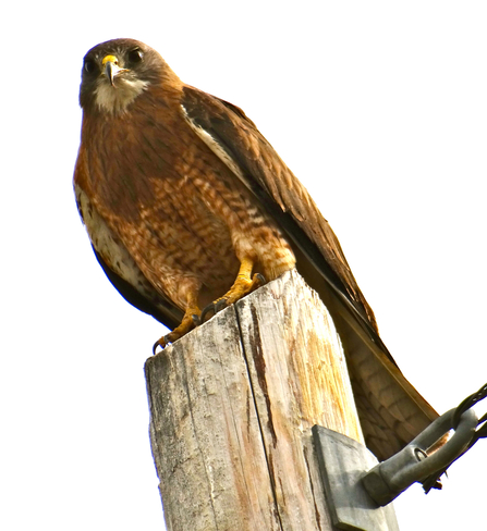 Red Tail Hawk Vernon, British Columbia Canada