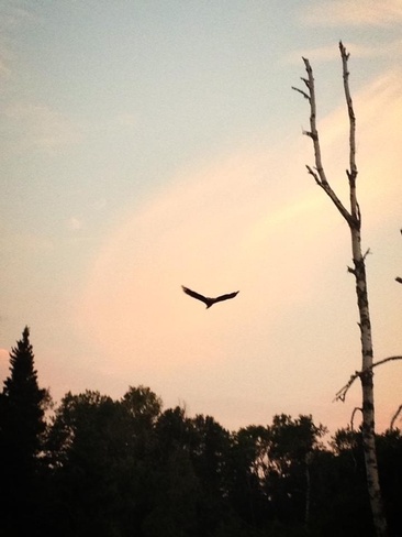 Majestic Bald Eagle at sunset Wasagaming, Manitoba Canada
