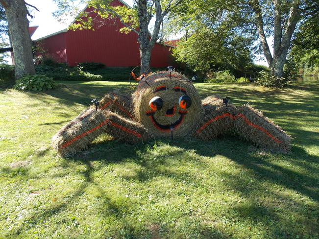 Creepy crawler Hebbville, Nova Scotia Canada