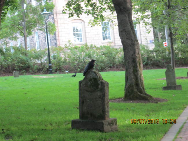 Two crows joy... Saint John, New Brunswick Canada