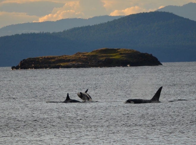 Bany Orca jumping over Mom Orca Nanoose Bay, British Columbia Canada