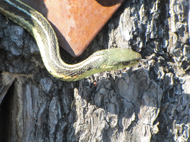 Garter Snake Temagami, Ontario Canada