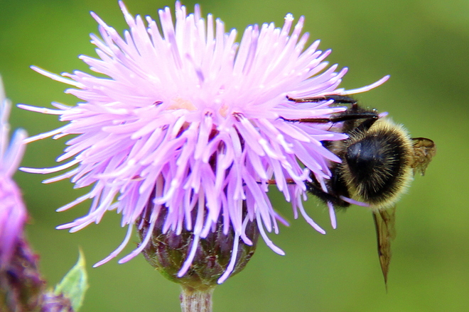 Bee in thistle Prince Albert, Saskatchewan Canada