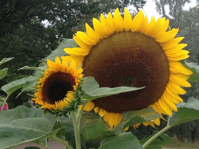 Sunflowers! Medicine Hat, Alberta Canada