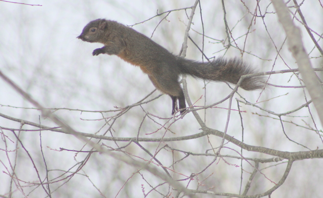 Super Squirrel Brockville, Ontario Canada