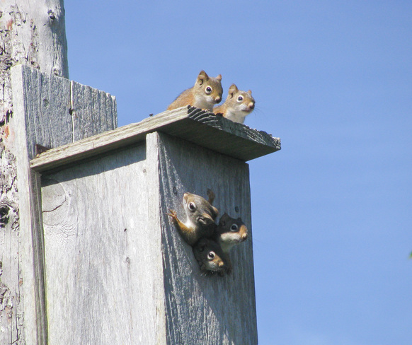 A Scurry of Squirrels Pubnico, Nova Scotia Canada
