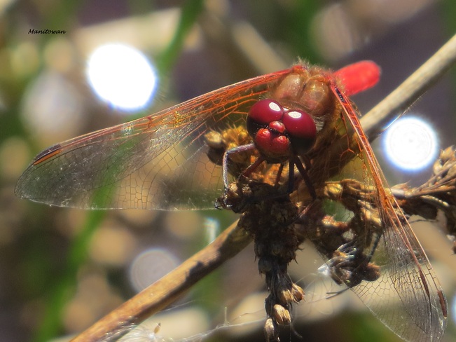 Red Dragonfly Richmond, British Columbia Canada