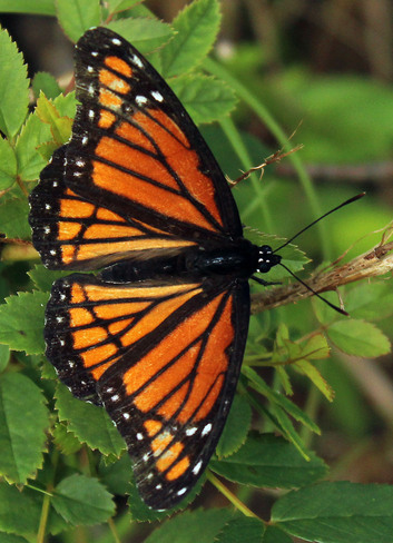 Monarch Butterfly Charlottetown, Prince Edward Island Canada