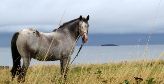 Horse Bonavista, Newfoundland and Labrador Canada
