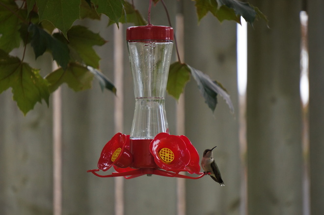 Hummingbird Windsor, Ontario Canada