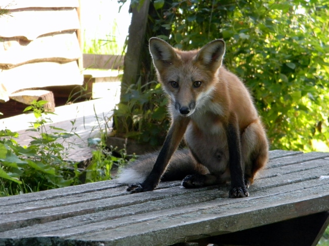 Morning Fox Quinte West, Ontario Canada
