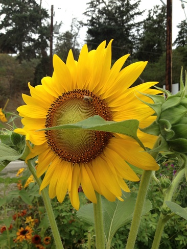 Sunflower Visitor Westbank, British Columbia Canada