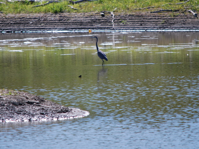 Heron at the Riverbank Brandon, Manitoba Canada