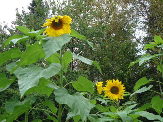 Blooming sunflowers Richibucto Road, New Brunswick Canada