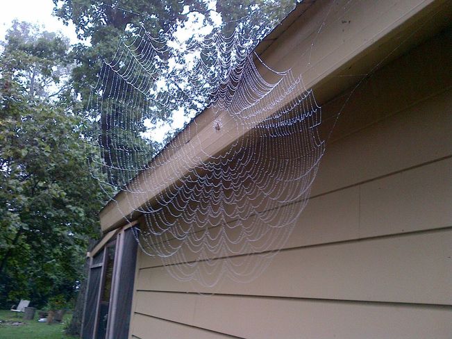 Conspicuous Spider Web 