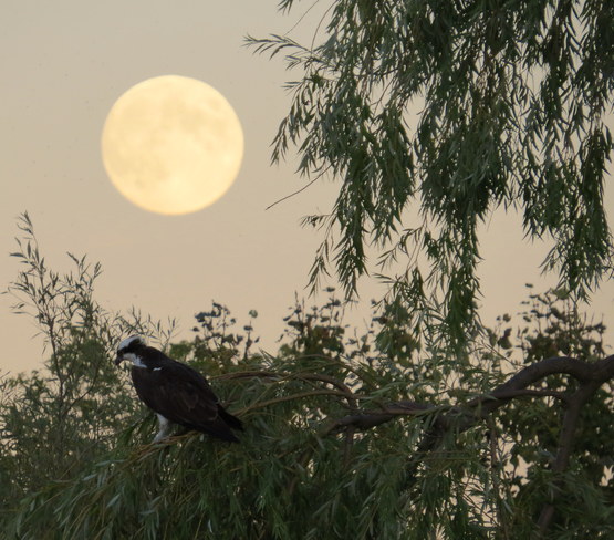 Osprey and Harvest Moon Hastings, Ontario Canada