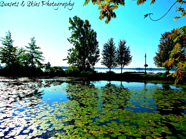Lilly Pad Pond Reflection Belleville, Ontario Canada