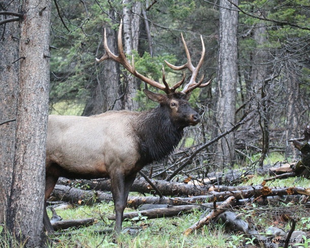 Elk Banff, Alberta Canada