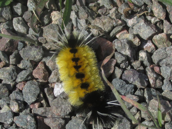 Colourful little fellow crawling across my path Moncton, New Brunswick Canada