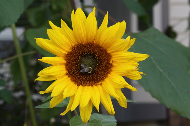 Sunflowers and Bees 