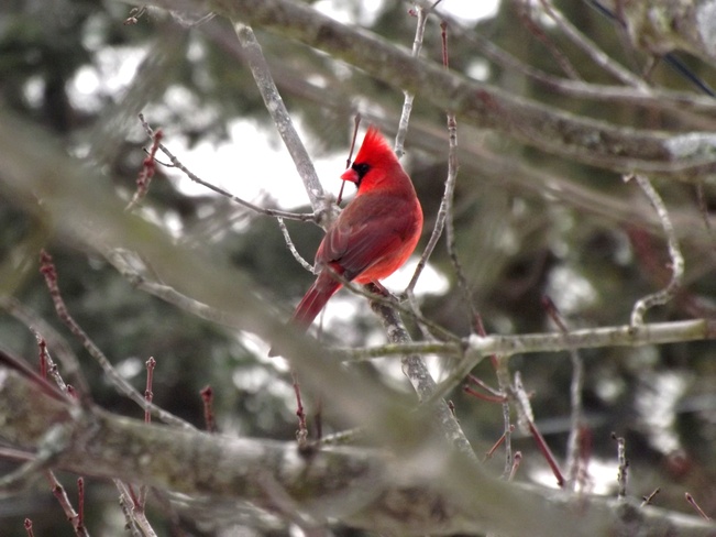 Red Cardinal Kingsclear, New Brunswick Canada