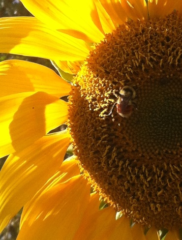 "Bee" happy!! Saskatoon, Saskatchewan Canada
