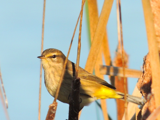 Palm Warbler Port Perry, Ontario Canada