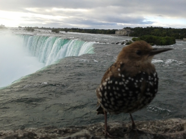 bird Niagara Falls, Ontario Canada
