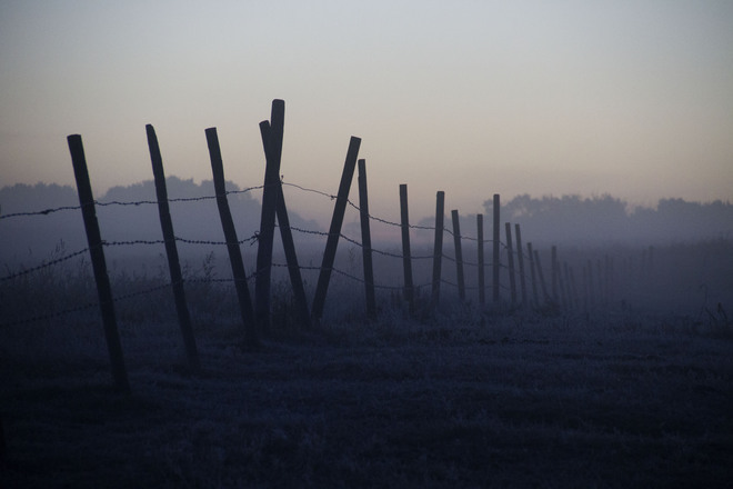 Foggy Morning In The Field Minburn, Alberta Canada