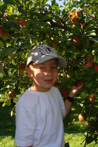 Apple Picking MacKay Orchard Kingston, New Brunswick Canada