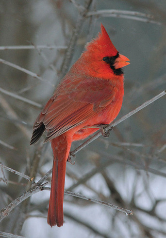 Cardinal Ingleside, Ontario Canada